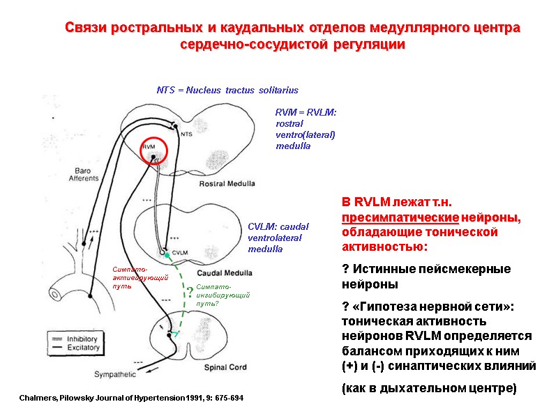 Chalmers, Pilowsky Journal of Hypertension 1991, 9: 675-694 Связи ростральных и каудальных отделов медуллярного
